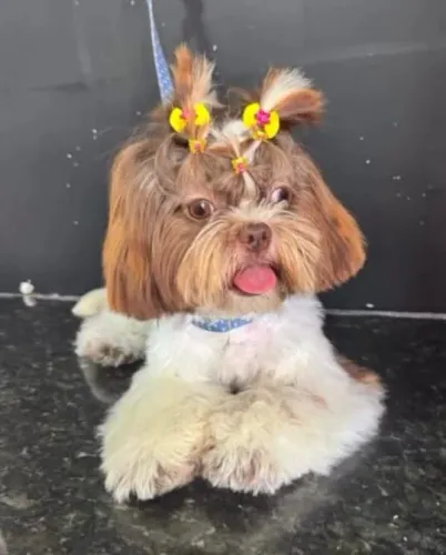 Cão Shitzu