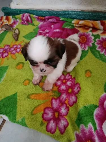 Cachorra Shitzu