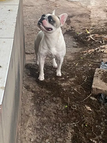 Bulldog francês original 10 meses