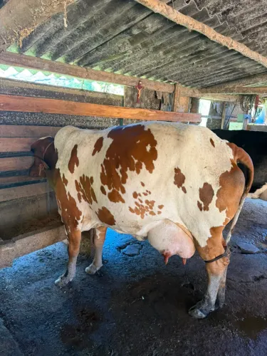 Vendo o lote de 10 vacas girolandas 