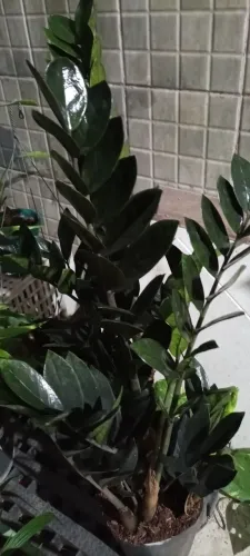 Zamioculca black queen jarro cheio