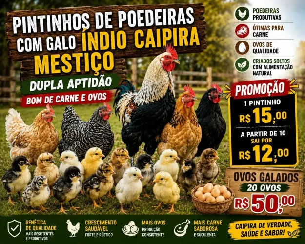 Pintinho de poedeira com galo indio mestiço