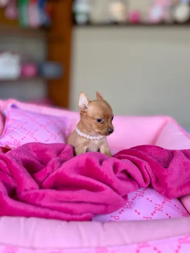 Pinscher miniatura fêmea! Entrego e parcelo 12x, chama no WhatsApp
