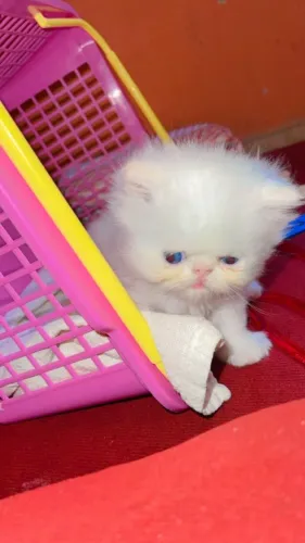Gato Persa lindos filhotinhos com padrão clássico