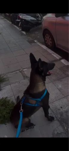 Belga malinois