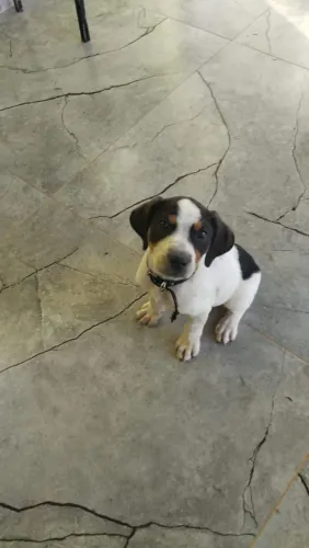 Cachorro porte médio, raça vira lata com sausicha