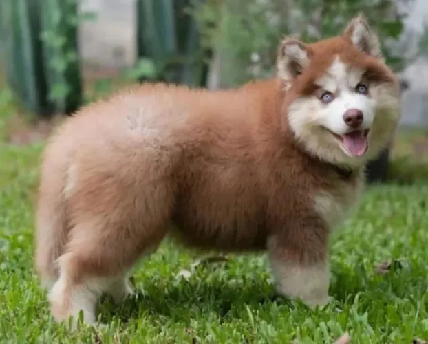 Husky siberiano com PEDIGREE ALkC registrado vacinados e vermífugados 3vezes