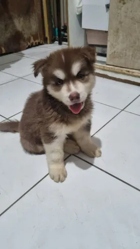 Husky, Lindos Filhotes Puros