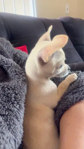 Filhote de Chihuahua Fêmea pelo curto.