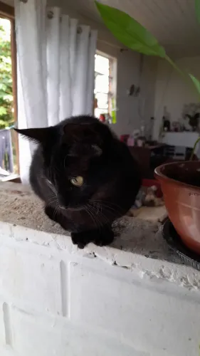 Doando uma gatinha