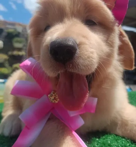 Golden Retriever filhotes macho e fêmea liberados 