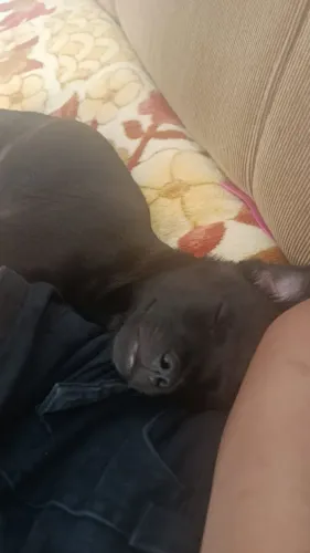 doação de cachorro