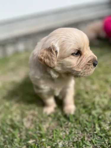 Filhotes de golden retriever para venda
