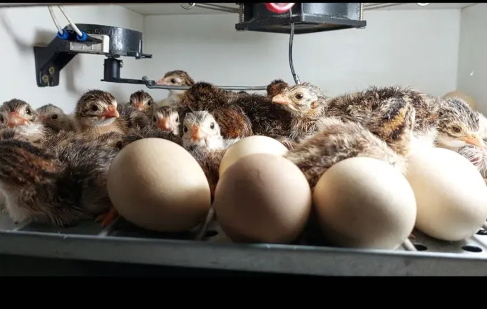 Vendo pintinhos de cocar 