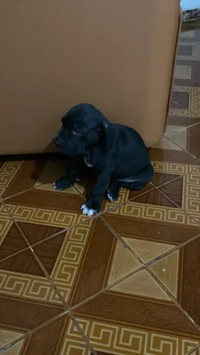 FILHOTE DE FILA BRASILEIRO À VENDA