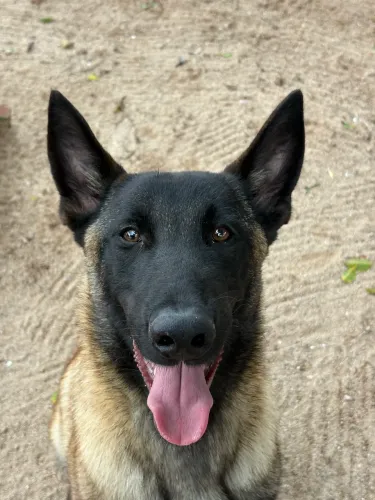 Filhote Pastor Belga Malinois