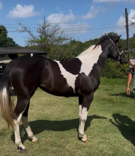 Potra Paint Horse preta e branca disponível 