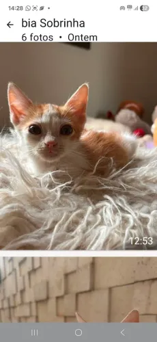 Doação de gatos