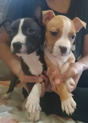 2 pit buls APBT puros , 250 reais , comendo ração seca e vermifugados.