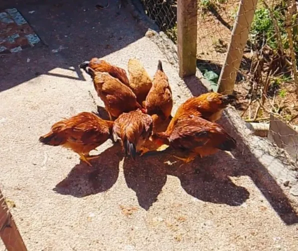 Franguinhos e franguinhas caipira