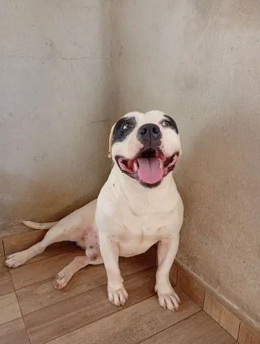 Mix de Pitbull 