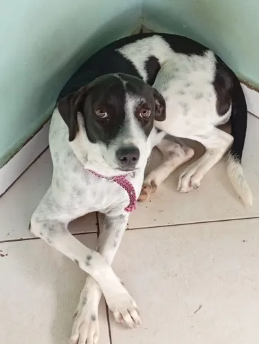 Doa Cadela Raça Vira-lata com 6 meses já vermífugada