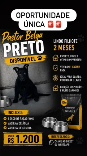 Vende-se pastor belga preto malinois puro