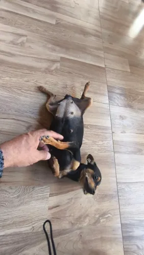 Filhotes de pinscher miniatura