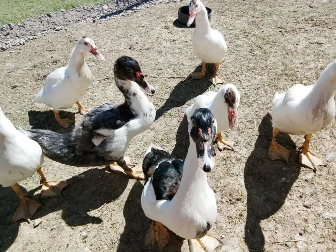 Pato