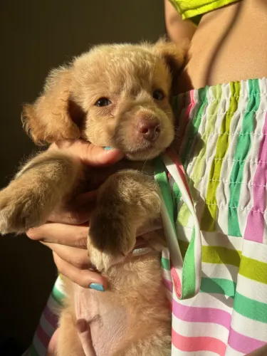 Cachorro fofinho