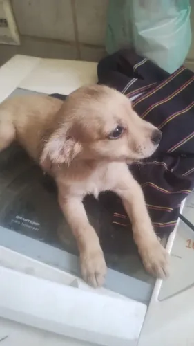 Doa 3 lindos filhotes de cachorro