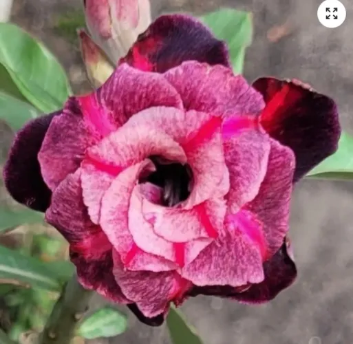 Rosa do deserto Mustang