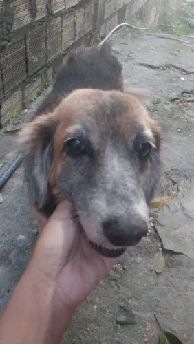 Doa-se cachorrinha dócil e protetora