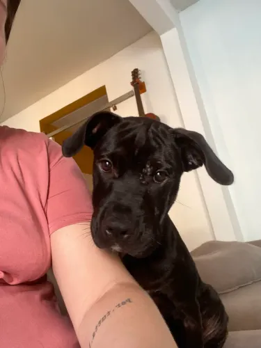 Doando Linda Filhote - 4 meses - Pitbull + SRD