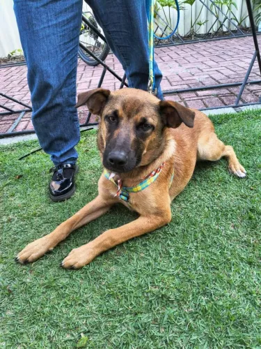 Adoção Doação Cachorro 