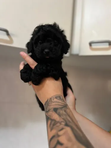 Poodle Toy Macho