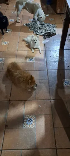 Spitz femea com pedigree