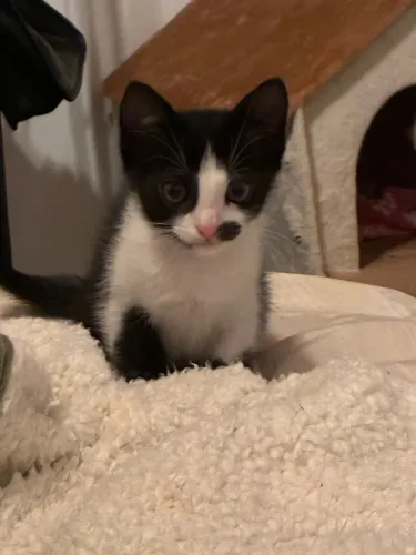 Doa-se gatinho dócil