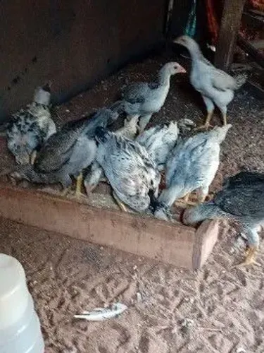 Pintinhos caipiras 