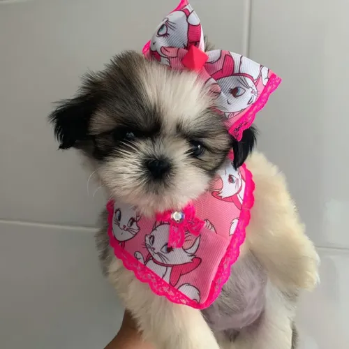 Shih Tzu - Filhotes lindos disponíveis!! Excelente padrão da raça - Aceito Cartão!!