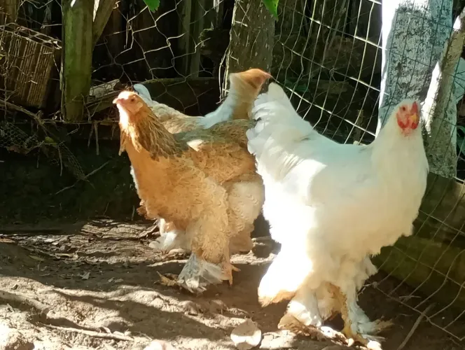 Vendo trio de Brahma
