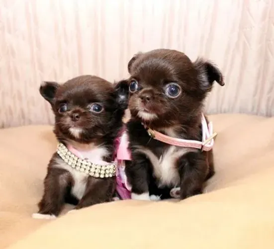 Chocolate olhos azul. Lindíssima chyy