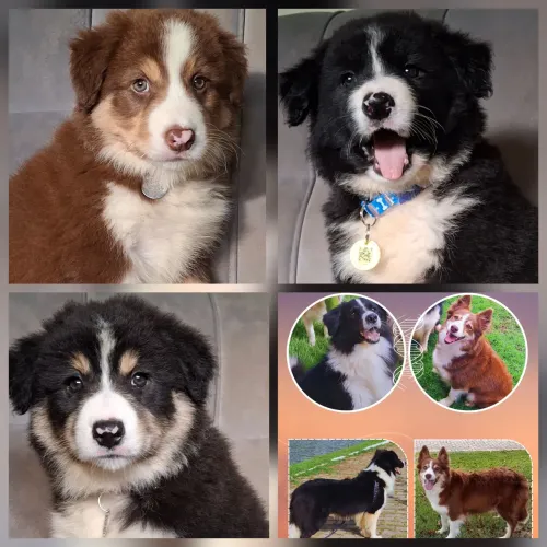 Border collie disponíveis pedigree cbkc e pais testados