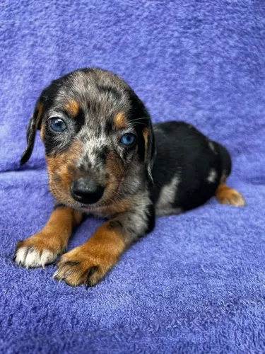 Filhotes de Dachshund (Salsichinha) - Lindos e Saudáveis