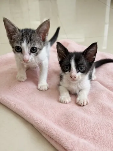 Gatinhas pra adoção