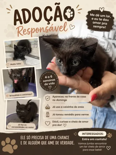 Adoção