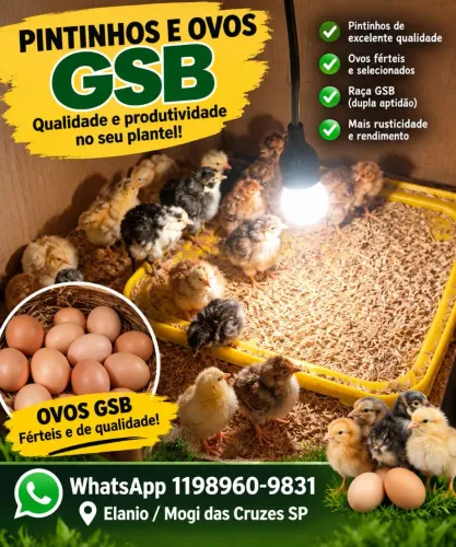 Pintinhos e ovos gsb
