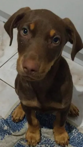 Doação de um cão ? dobermann 1 mês e 15 dias
