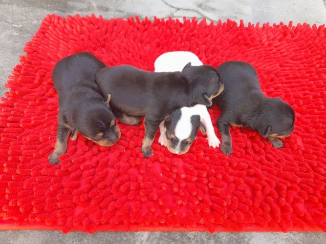 vende-se cães da raça pincher número 2