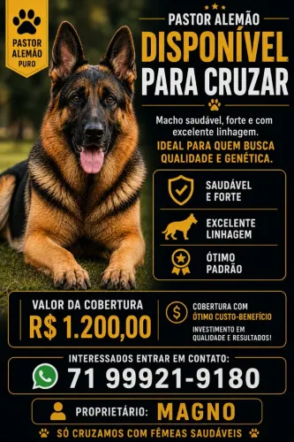 Pastor Alemão macho disponível para cruza